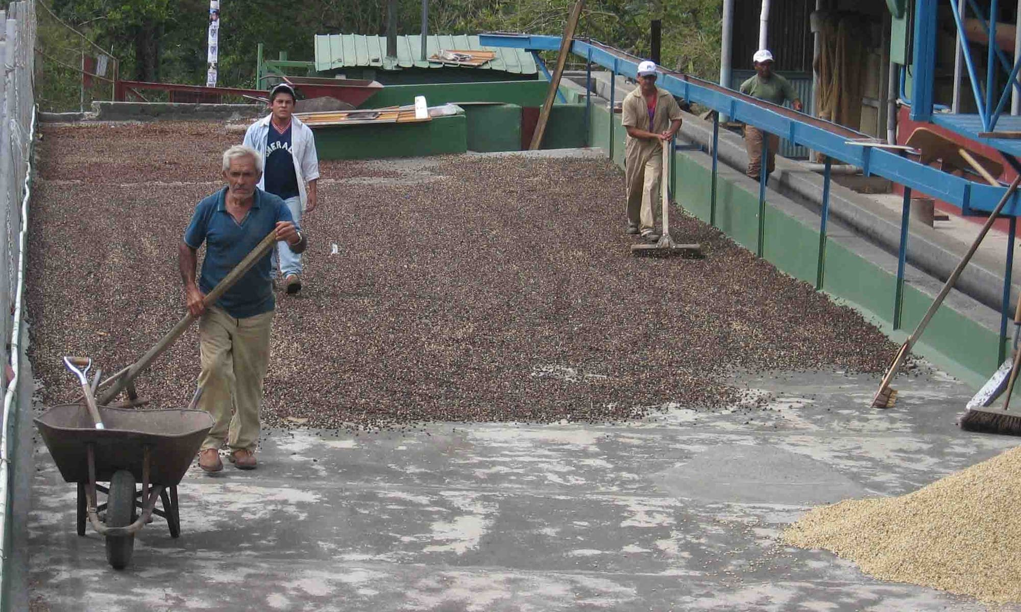 Coffee beans spread out to dry in the sun on a concrete patio
