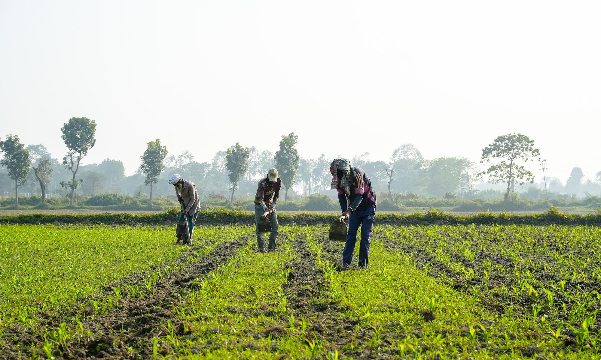 Agricultural workers harvesting in a crop field