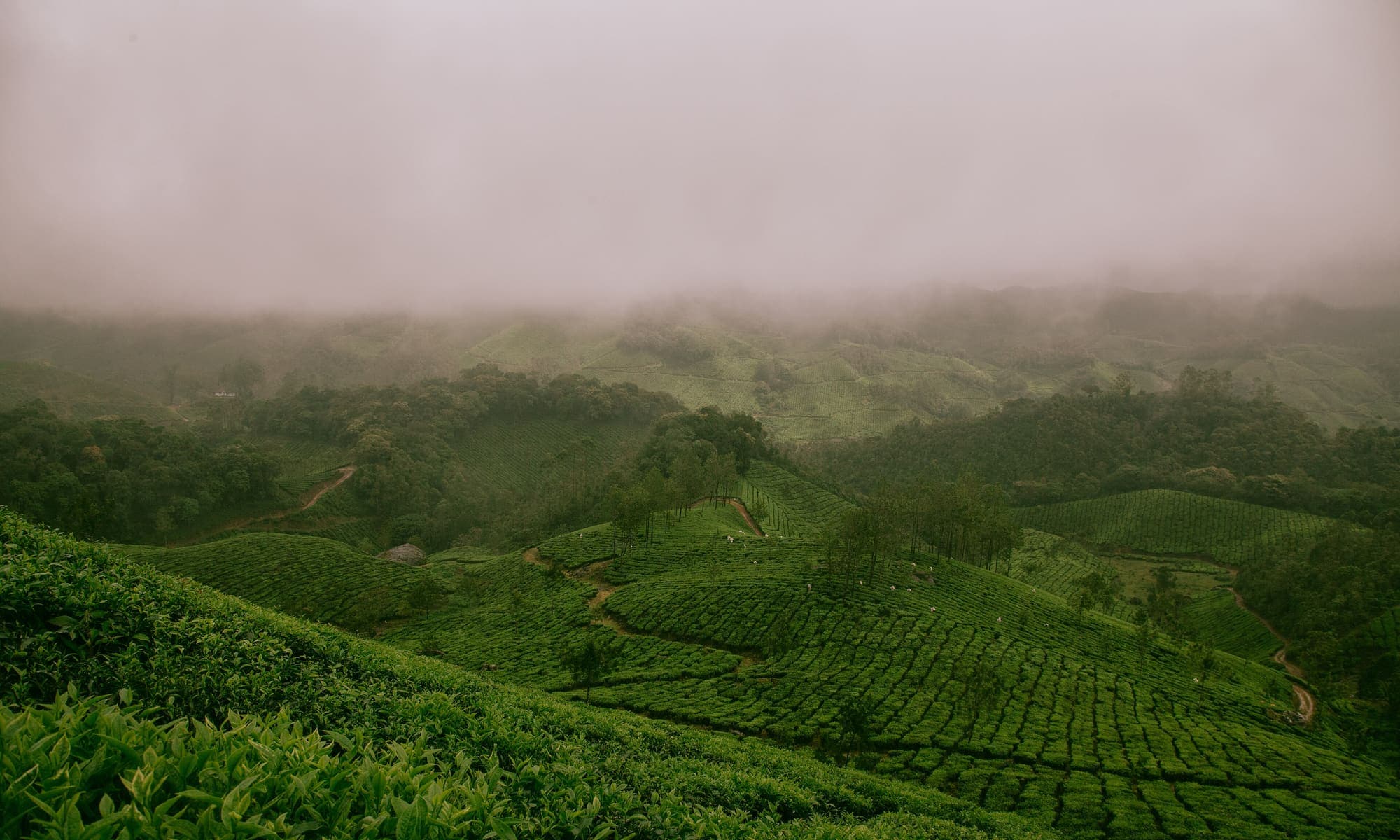 Rows of coffee planted across terraced hillside farmland
