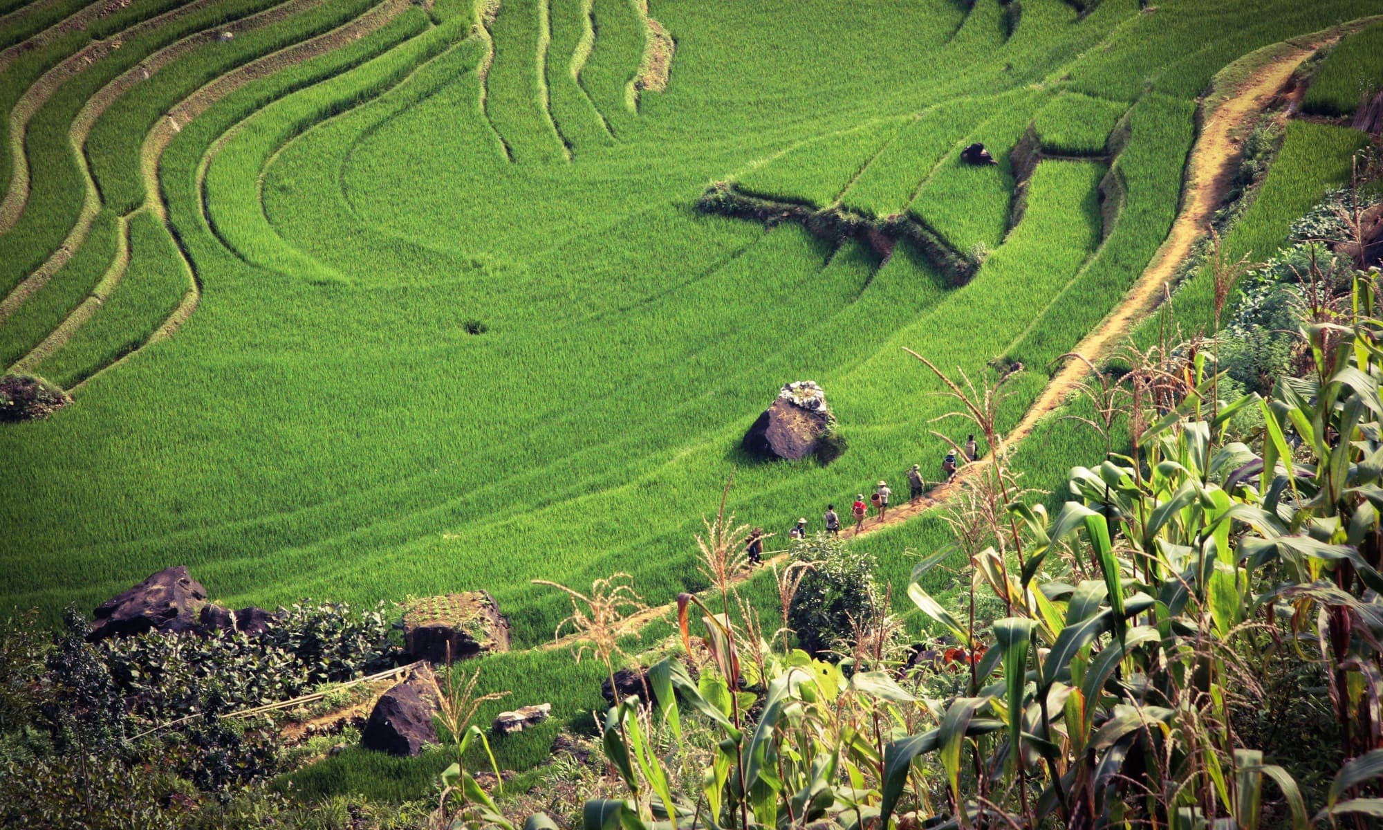 Terraced fields cut into a steep green hillside in northern Vietnam
