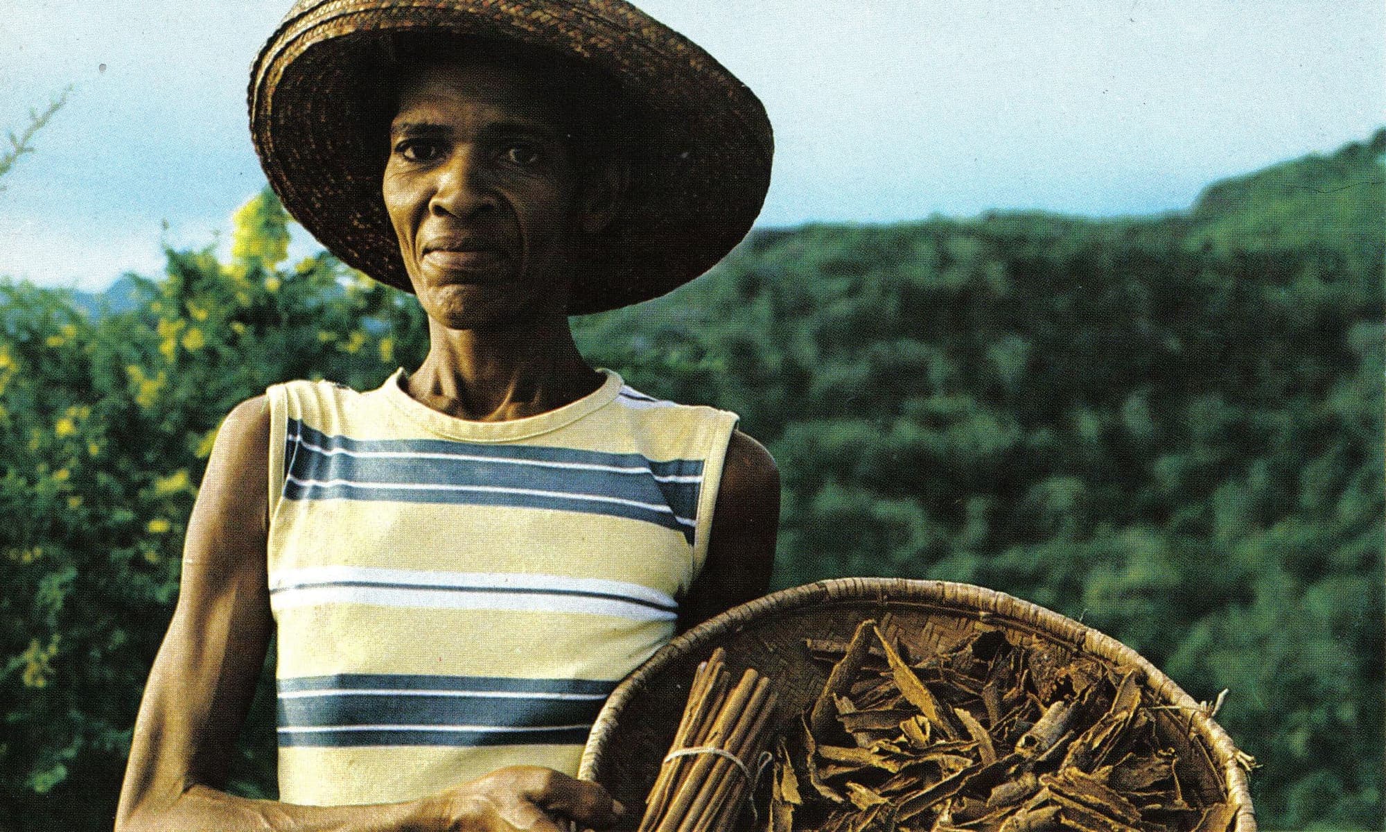 Cinnamon bark being rolled into quills by hand