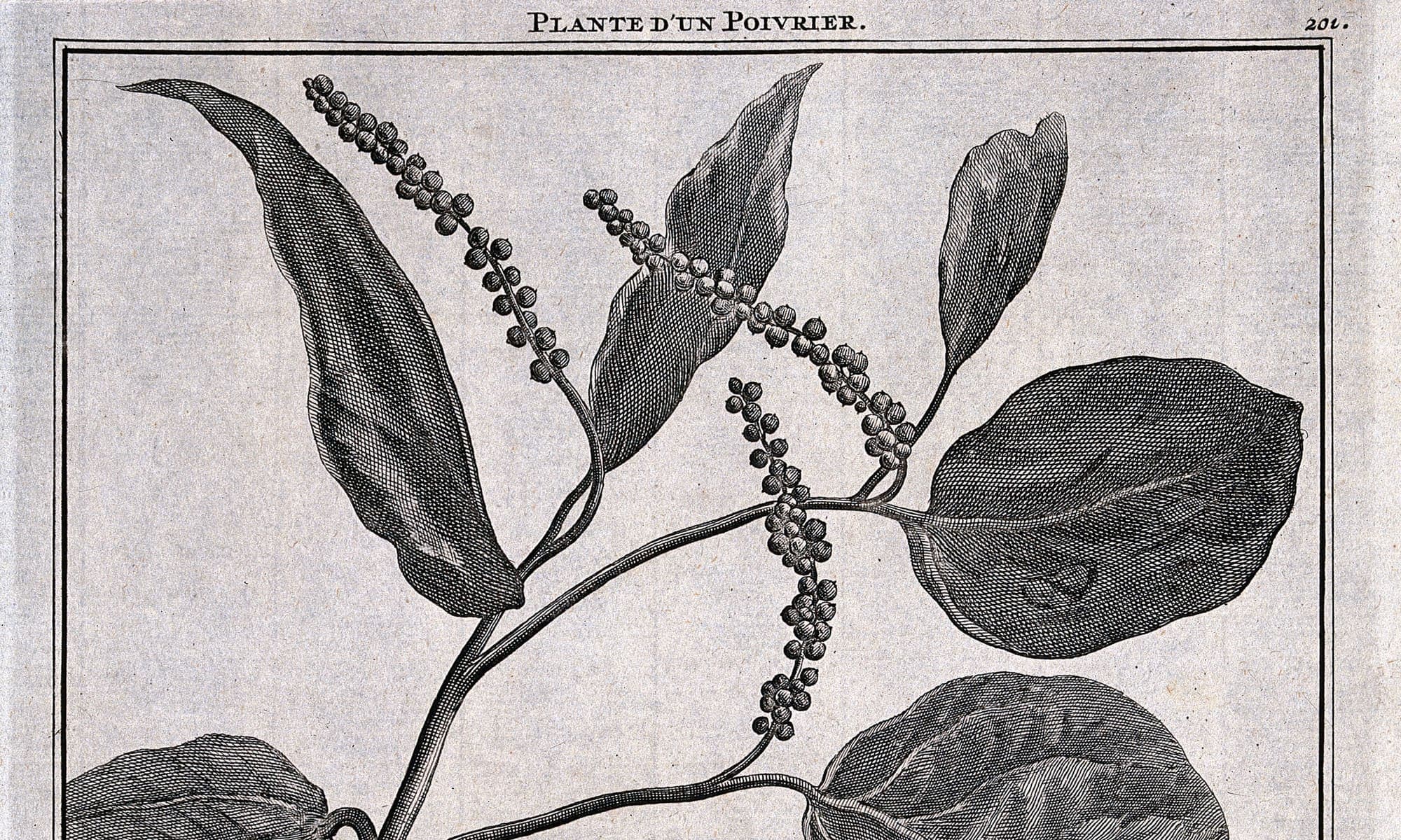 Black pepper vine with fruiting stem